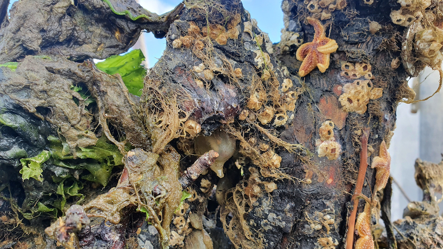 perenboom Waddenzee NIOZ biodiversiteit