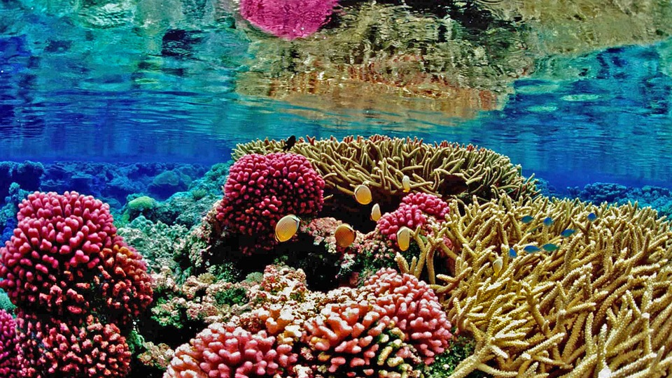 koraalrestauratie werkt sneller dan verwacht
