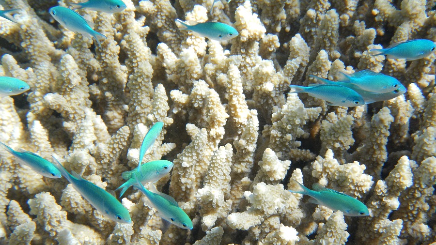 Great Barrier Reef in gevaar