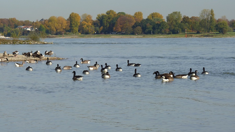 70 soorten watervogels in Rijndal